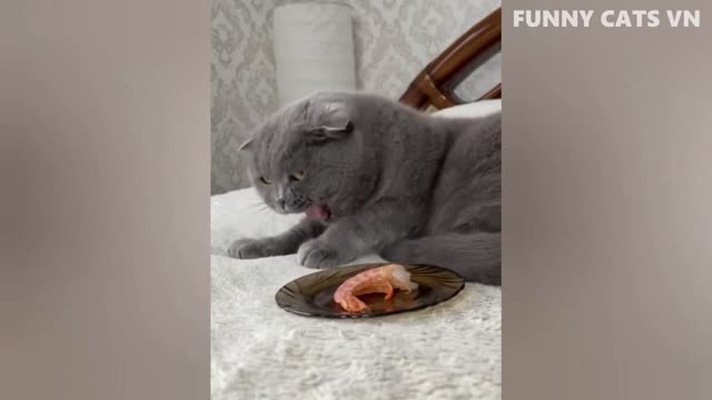 Best Funny Animal Videos 2022 Funniest Cats And Dogs Video