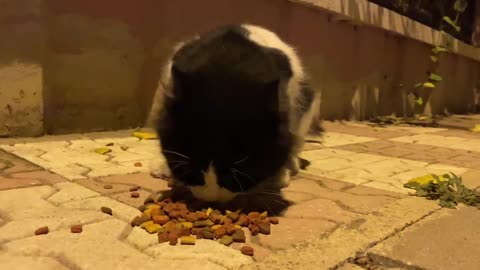 Incredibly cute cat wants to talk with me