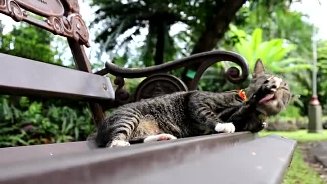 Relaxing Cat Music