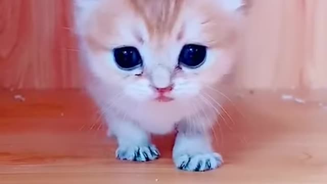 Cute pet kitten#smallAnimal #cat#pet