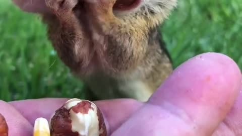 Dinky the chipmunk can fit more into his mouth then you