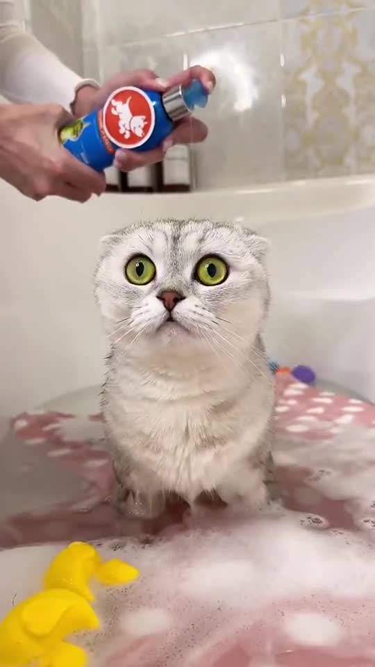 Cat take-a-bath very funny video #shorts