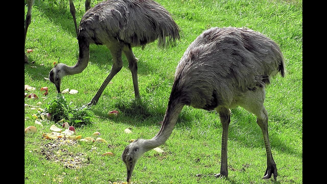 SOME BIRD THAT CANNOT FLY AND THEIR DESCRIPTION