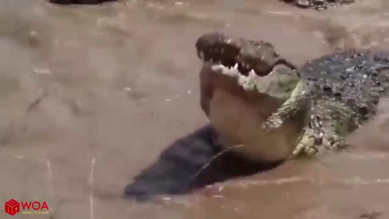 Crocodiles wait for leopard across the river