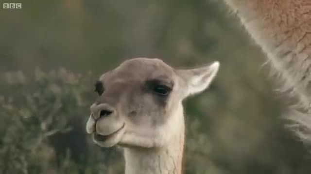 mijnimals with Deftas