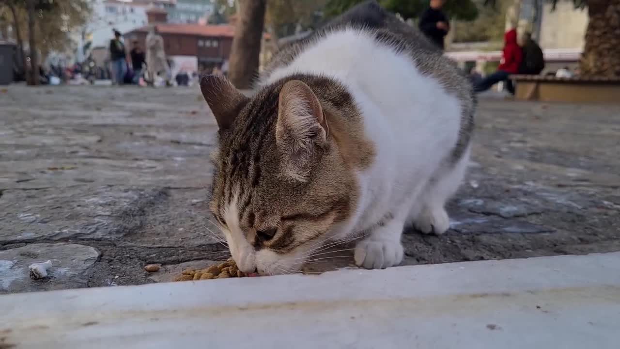 Very cute stray hungry cat approaches people and asks for food.