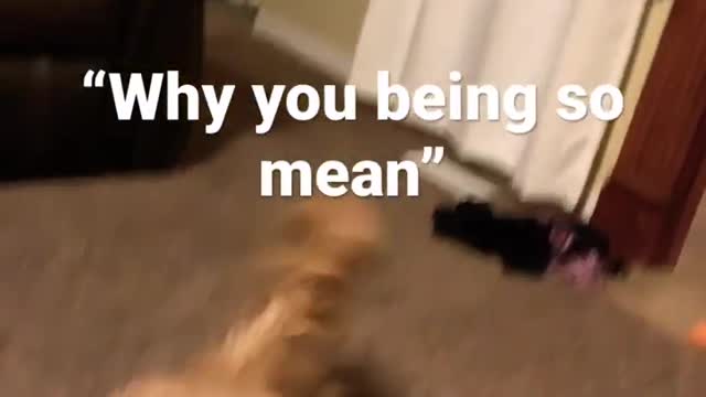 When i don’t give my dogs treats