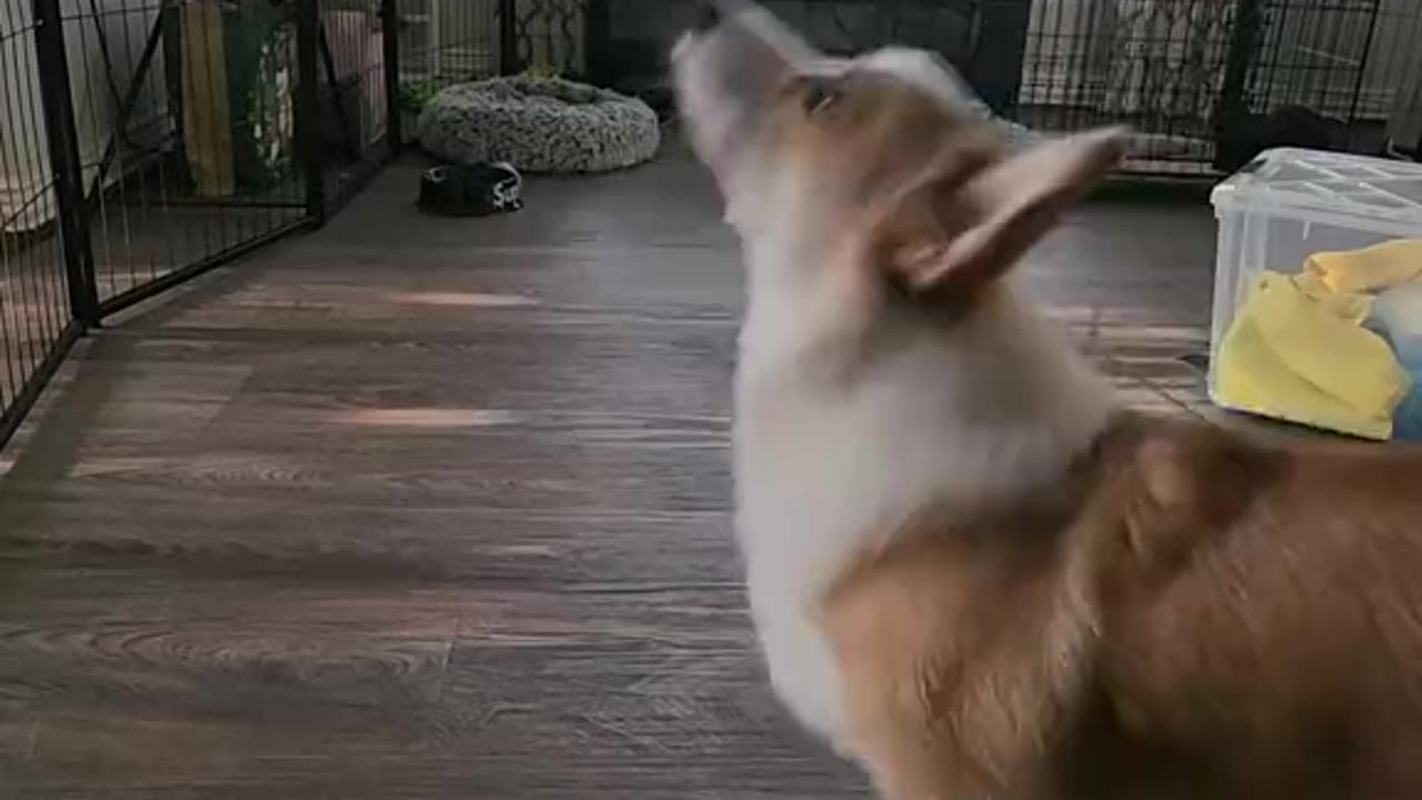 Our corgi puppy continues training to become the greatest basketball Dog! 🏀🐶❤️