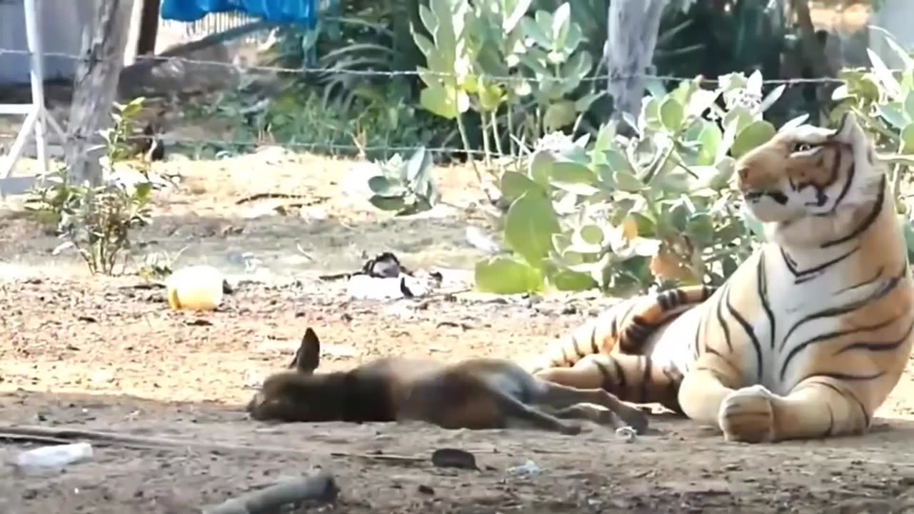 Funny animal prank video ððĪŠ/comedy ð video