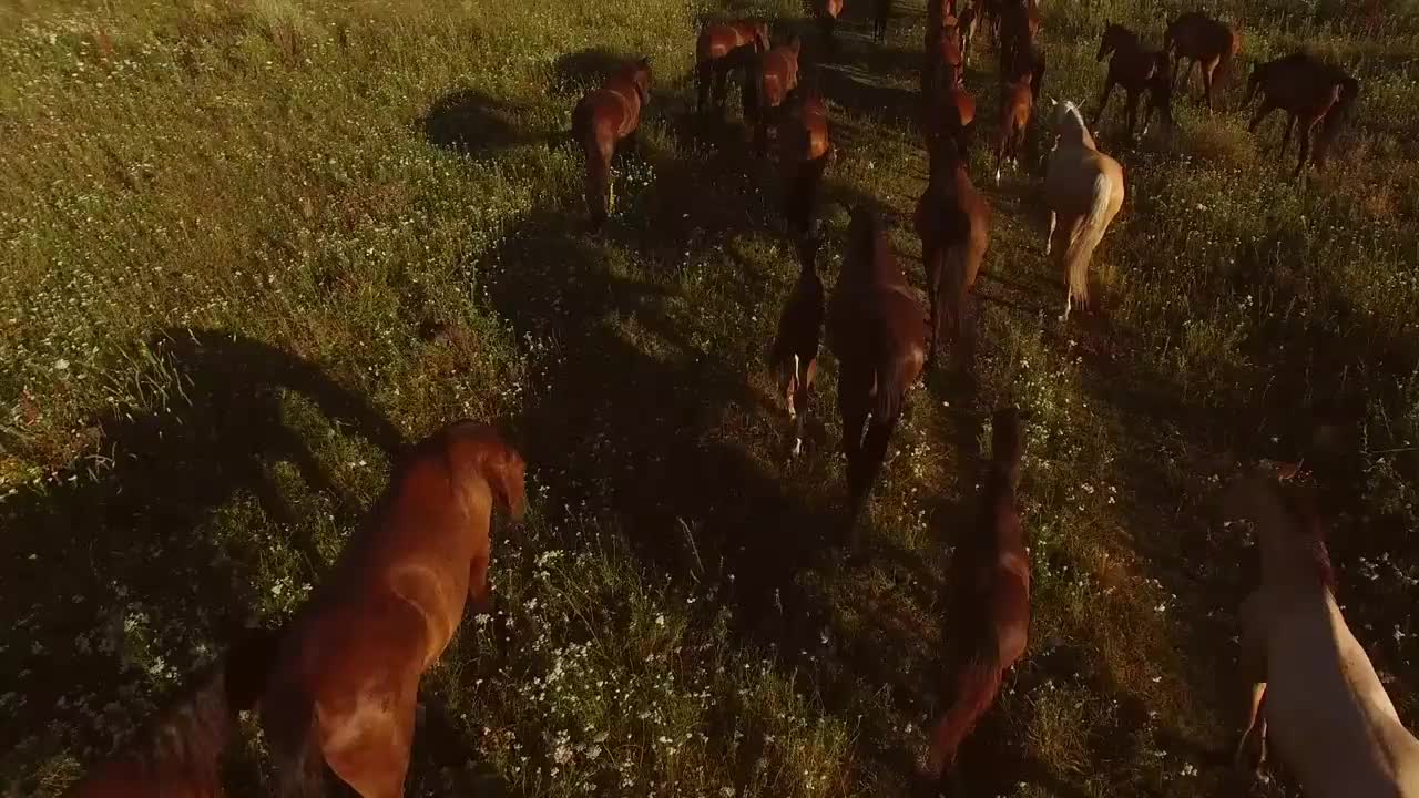 Horses walking on grass. Horse herd is slowly moving