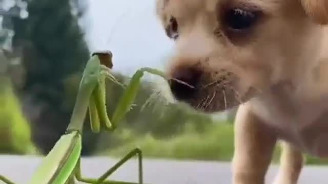 Puppy Fighting A Praying Mantis