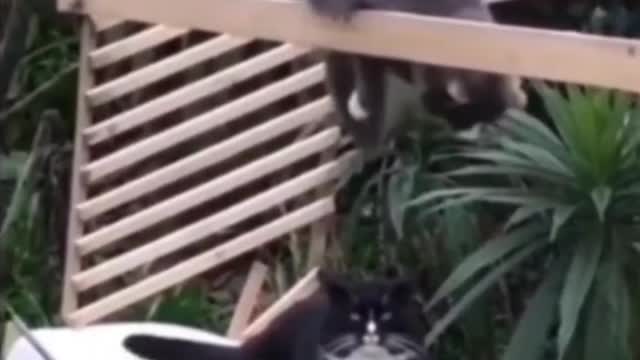 Cat playing with string?