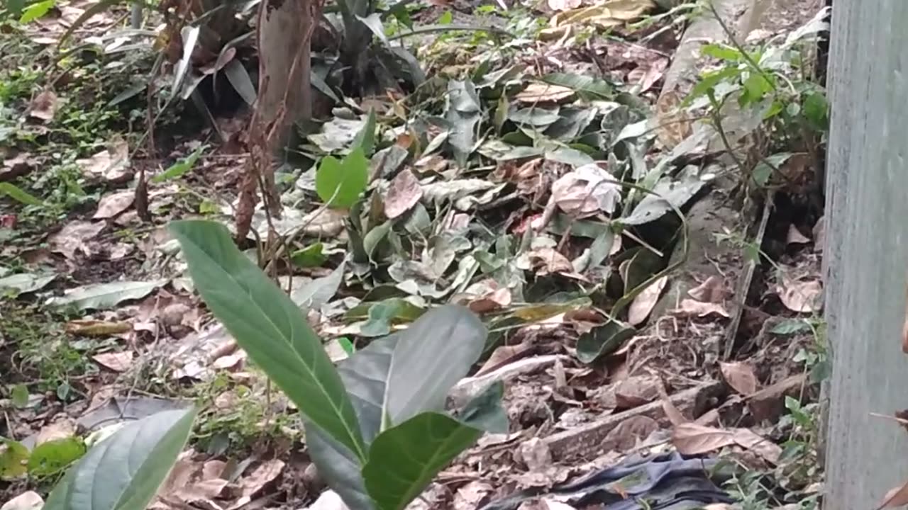 Indian Dog doing something