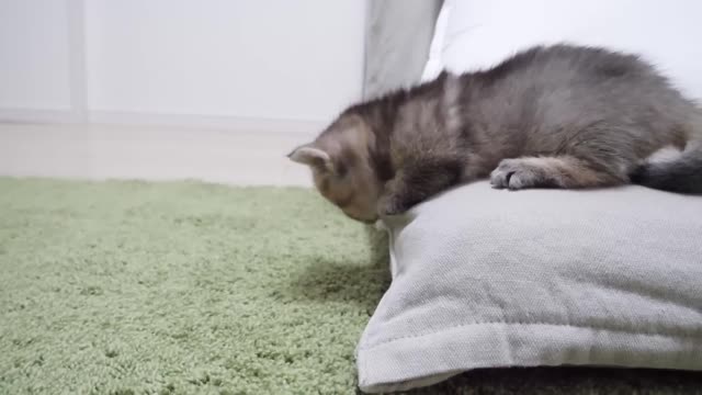A kitten that has become too comfortable on a legless chair