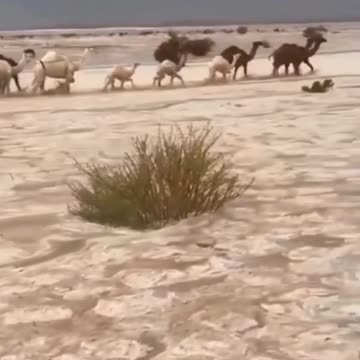 ❌ Temporale e grandine nel deserto (Arabia Saudita, 3/04/2024).