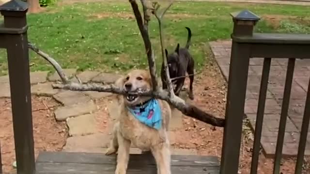 Beautiful Dog Bringing Big Peace Of Stick Home