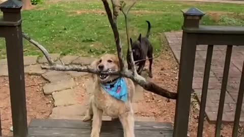 Beautiful Dog Bringing Big Peace Of Stick Home