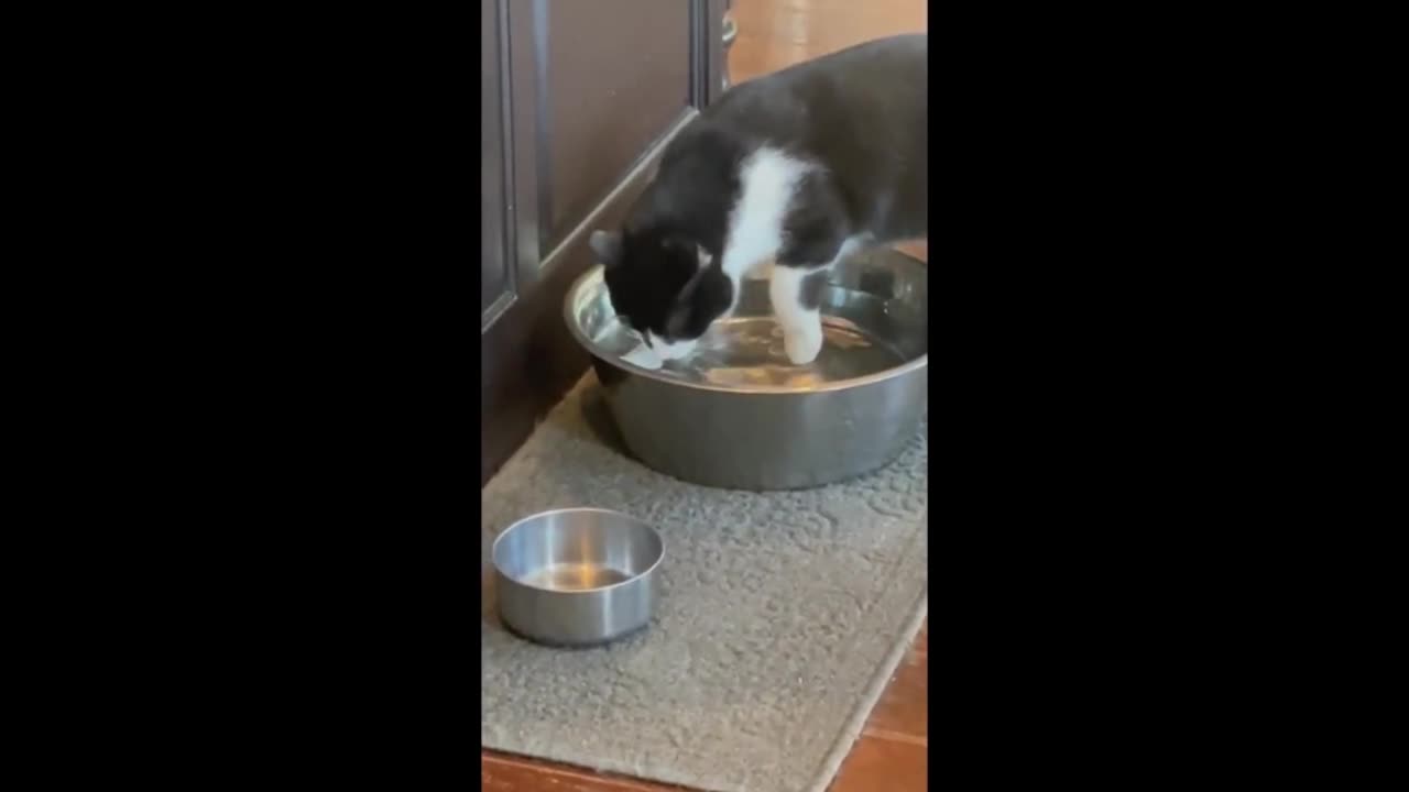 Outdoor cat has no idea how to drink from water bowl