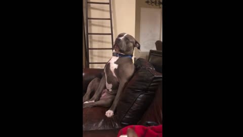 Exhausted pit bull tries so hard to fight off sleep