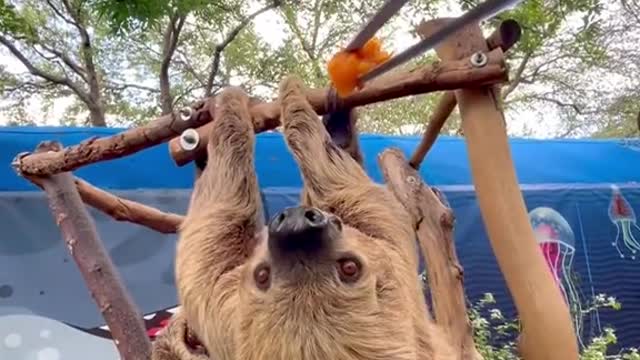 sloth