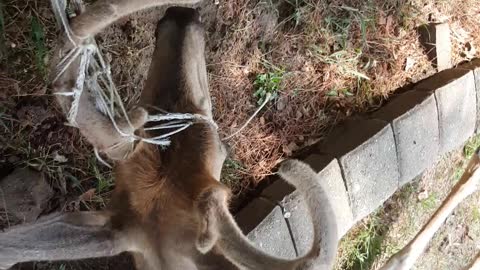 Deer Stuck in Soccer Net