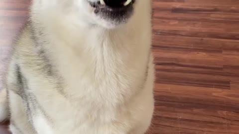 5 Reasons Why Huskies Are The WEIRDEST DOG BREED! #shorts