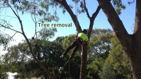 Tree surgeon