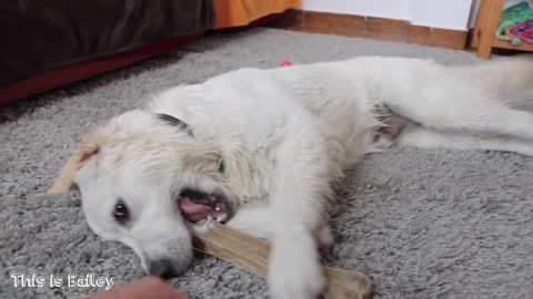 Funny Puppy Bailey Protects Bone! Funny Golden Retriever Dog