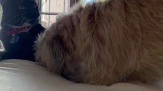 Animals Engage in Aggressive Bedroom Antics