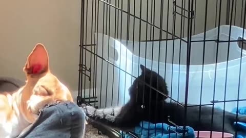 Caged Cat Plays With Sleeping Dog's Ear