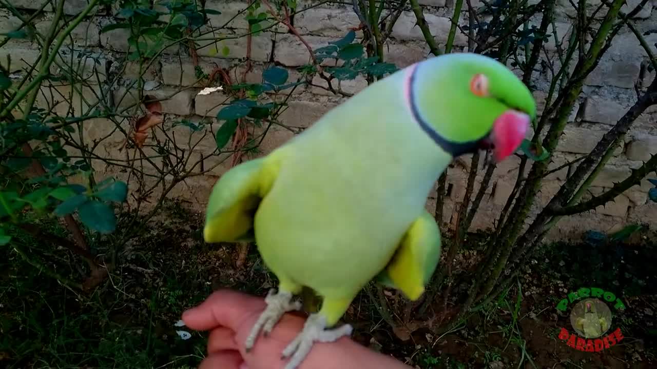 Cute Ringneck Parrot Whistles