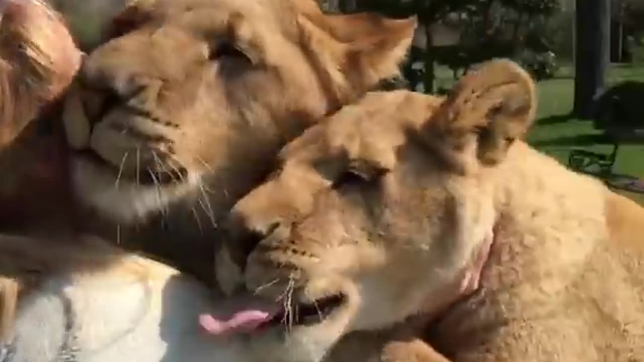 Beautiful lions meeting with owner after a long time 🥺😍