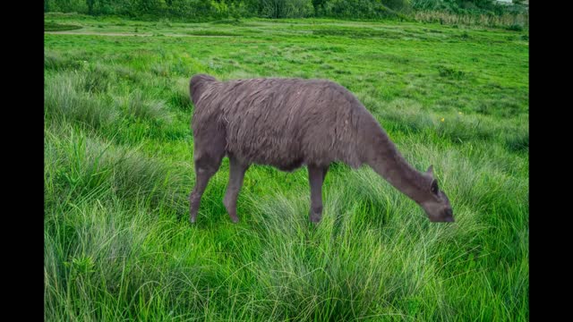 ANIMALS ALPACA