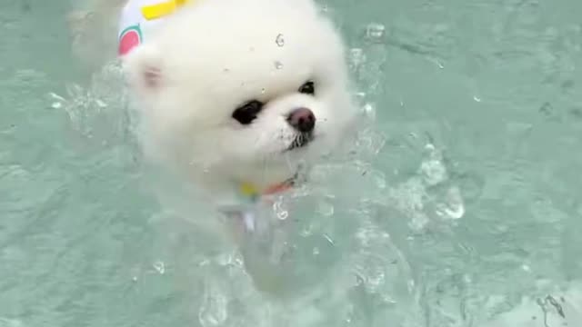 Sweet swiming time for puppy