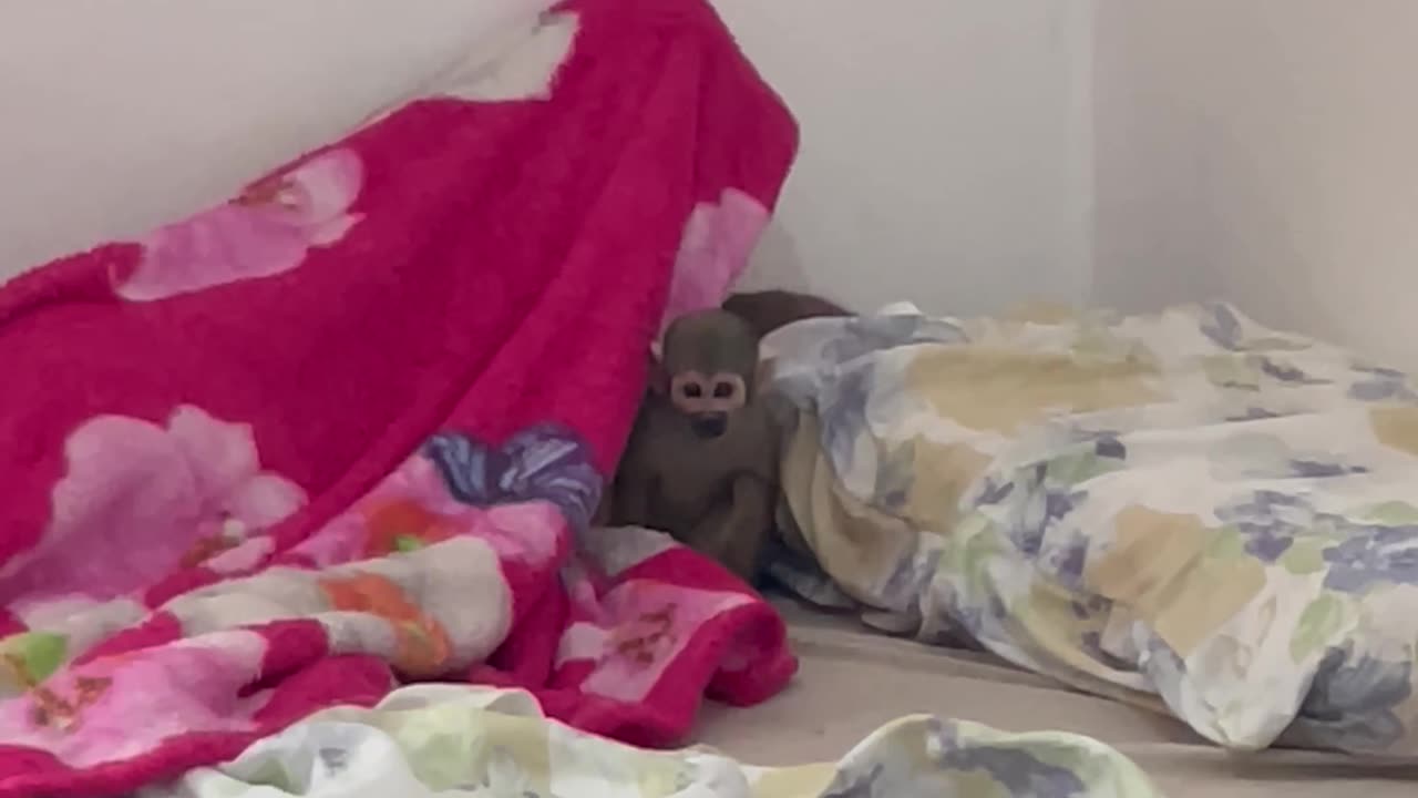 Mother Finds a Monkey in Her Son's Bed
