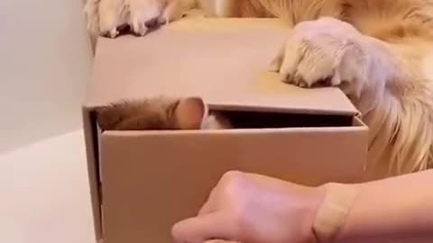 Baby Cats Cute and Funny Baby Cat Videos Compilation Zeng