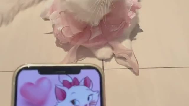 A cute cat must be cute.