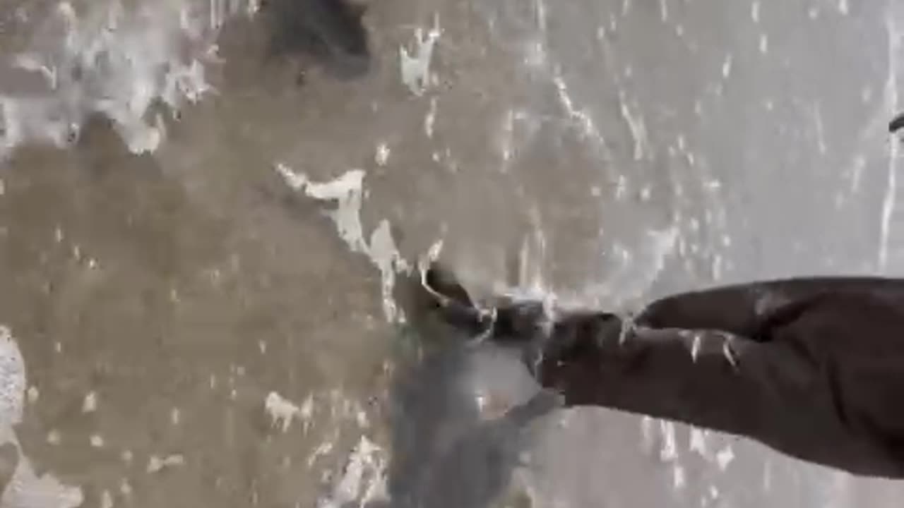 Shark caught and released