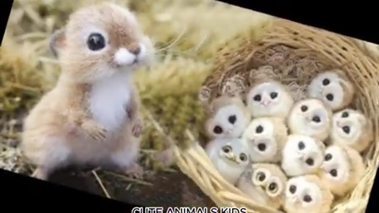 Funny animals cute baby 😀😁😂🤣😄😅😘🤓🤠 video