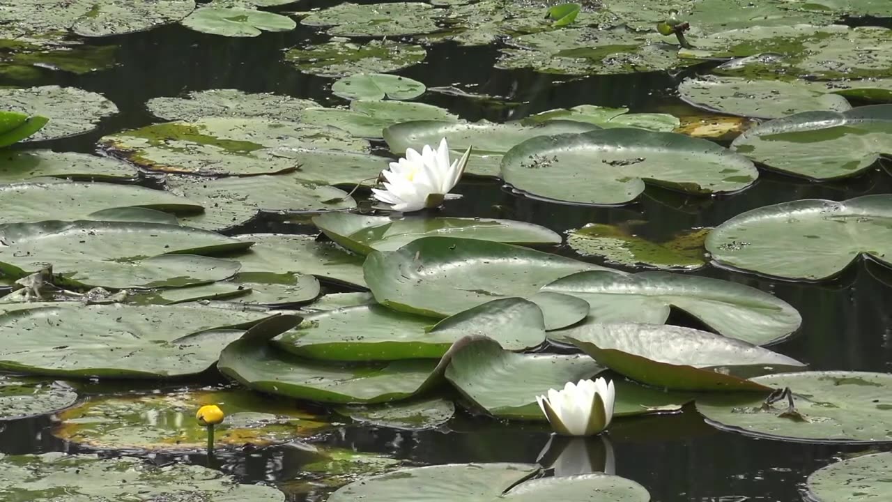 Beautiful Natural soothing Music Piece for relax and birds and water sound