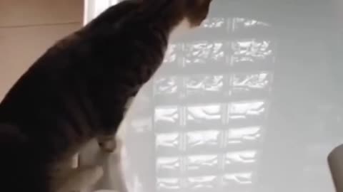 Funny cat video compilation 😂😍