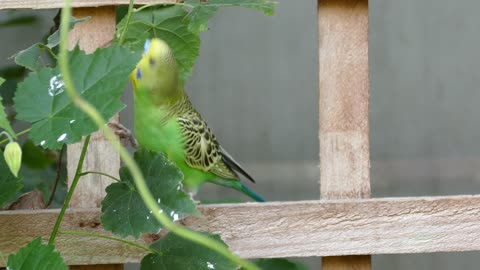 Parrot playing