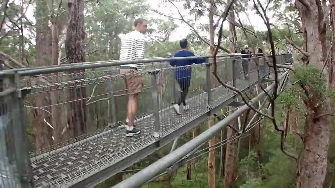 Valley of the Giants' Tree Top Walk