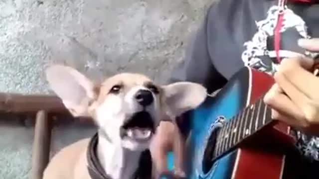 Dog singing with guitar