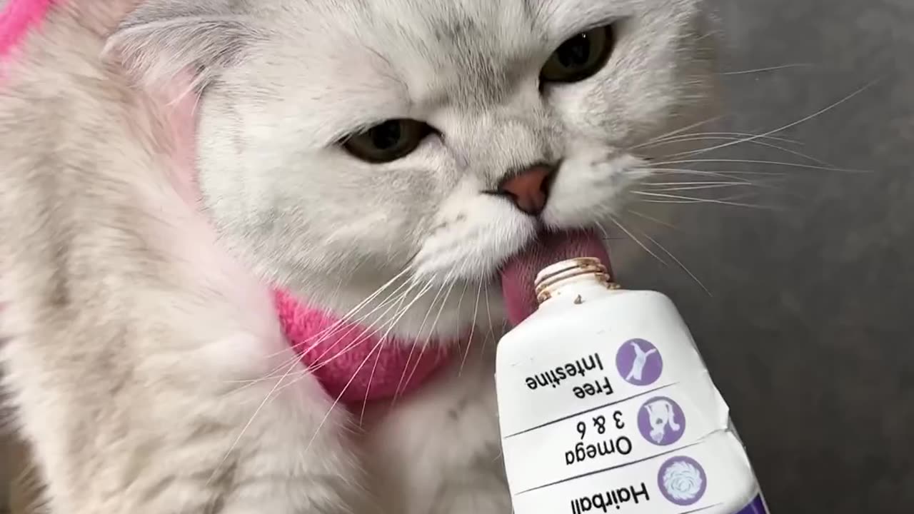 Triming the cat claws