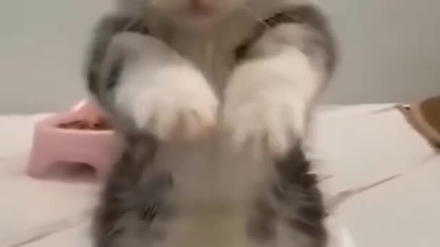 CUTE AND CHARMING PUPPY 💗 #2