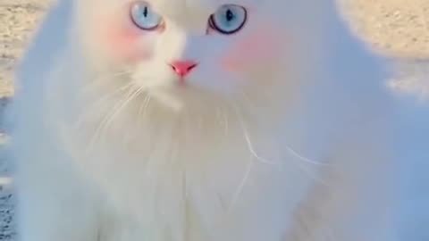 Fvrt pet🐈‍⬛