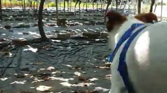 puppies playing in the vineyard