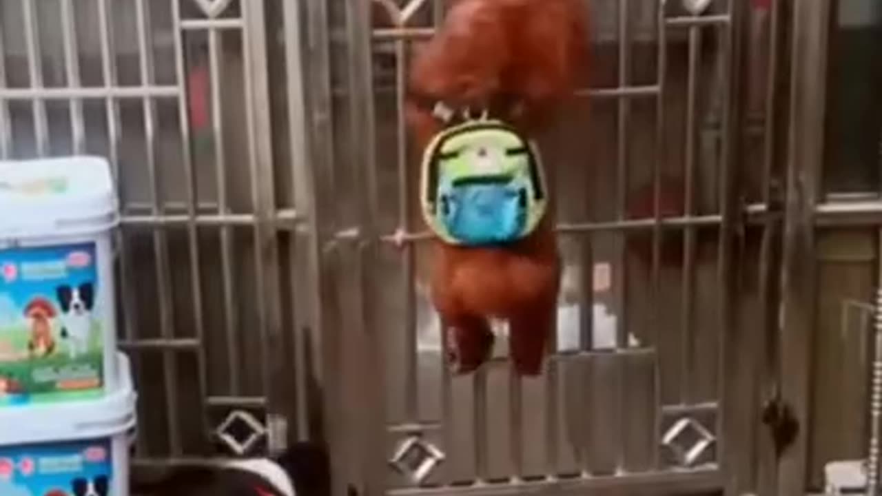 Funny dog video