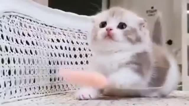 Funny Baby Cats